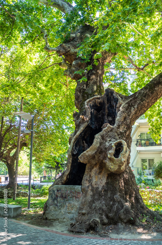 Huge hollow in the trunk of an old plane tree in the city of Edessa, Greece