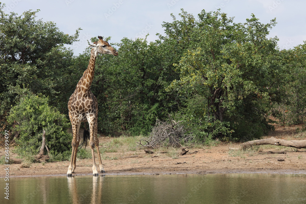 Obraz premium Giraffe / Giraffe / Giraffa Camelopardalis