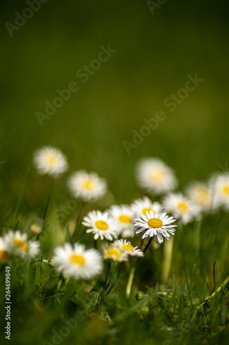 geese flowers daisy meadow