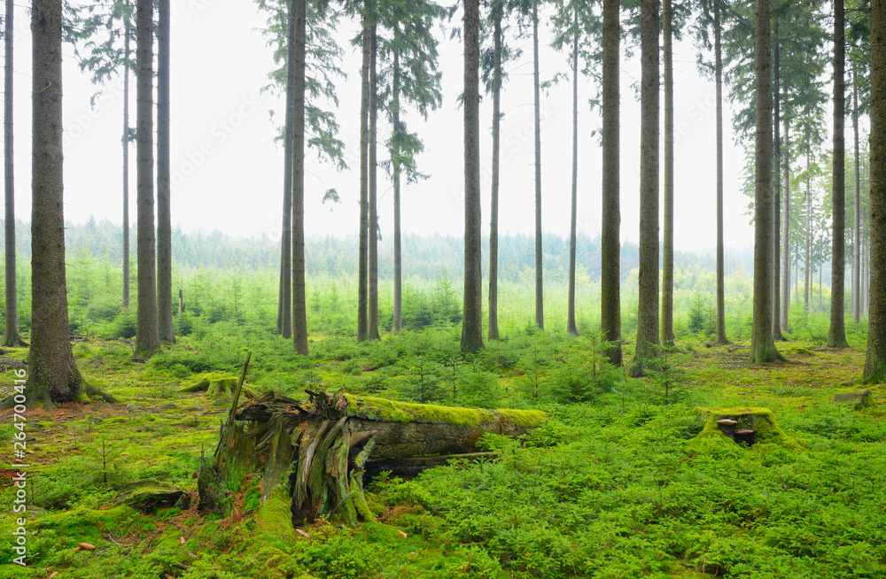 Obraz premium Spruce forest, Natural regeneration, Germany, Europe