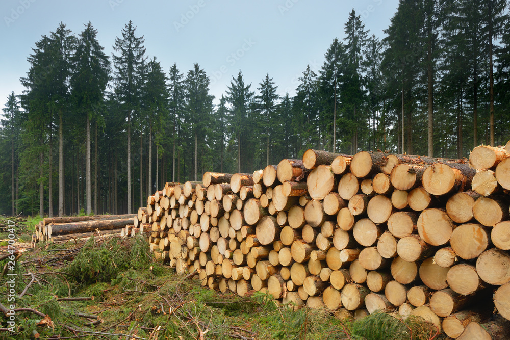 Felled spruces, Germany, Europe