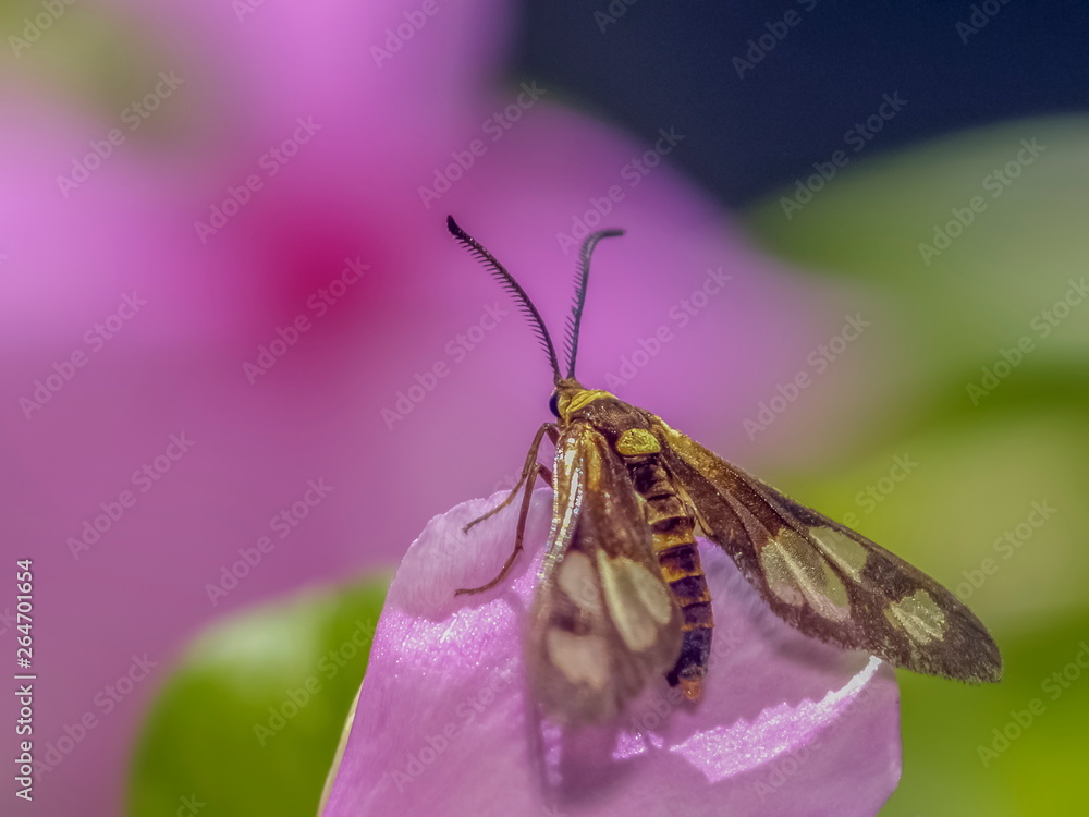 Close-up a Pine-Tree Moth resting on pink flower with nature blurred background. Close-up a Pine-Tree Moth resting on pink flower with nature blurred background.
