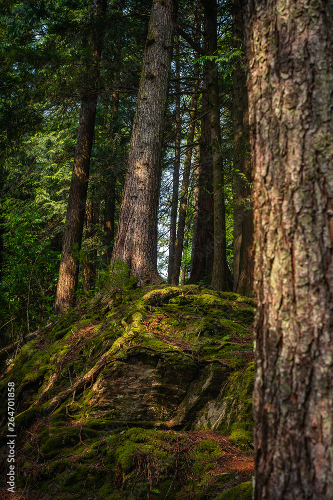 Tree Roots on a Rocky and Moss Covered Slope in a Forest in Scotland Tree Roots on a Rocky and Moss Covered Slope in a Forest in Scotland