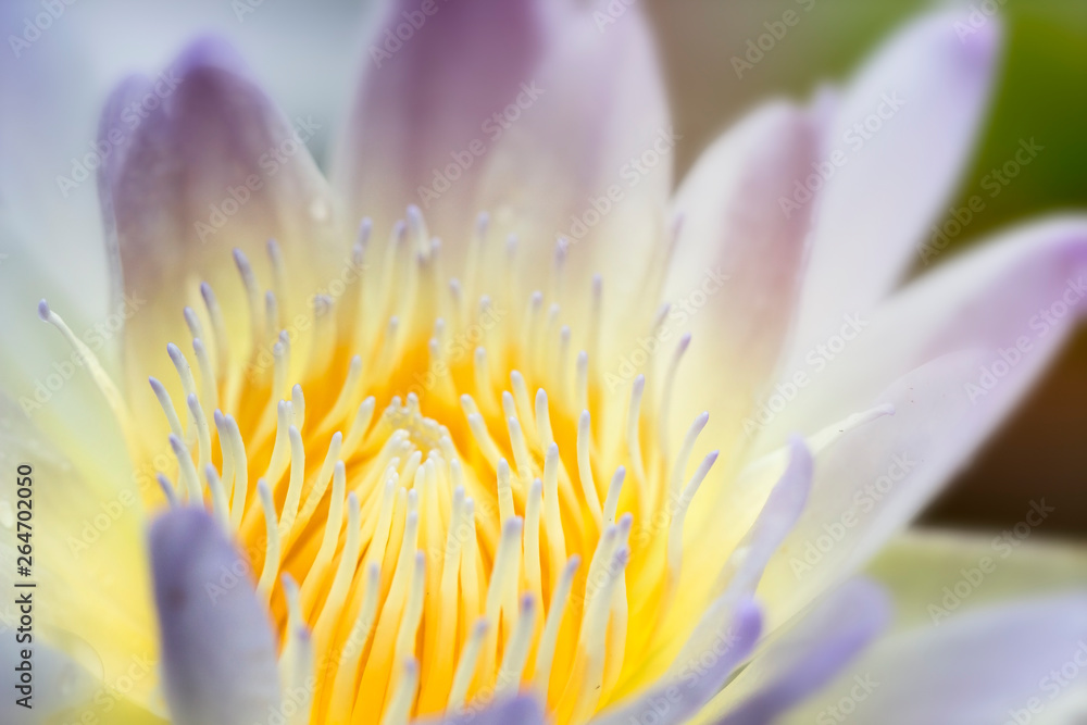 Natural concept; close up picture of light purple lotus
