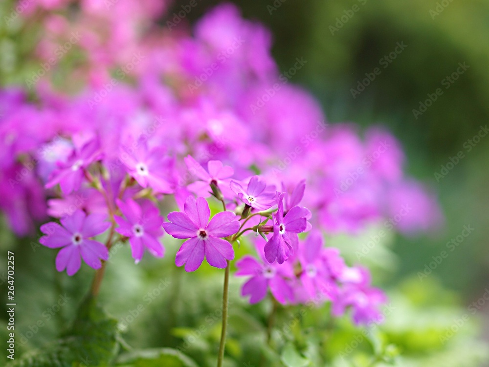 Fototapeta premium 日本サクラソウの花
