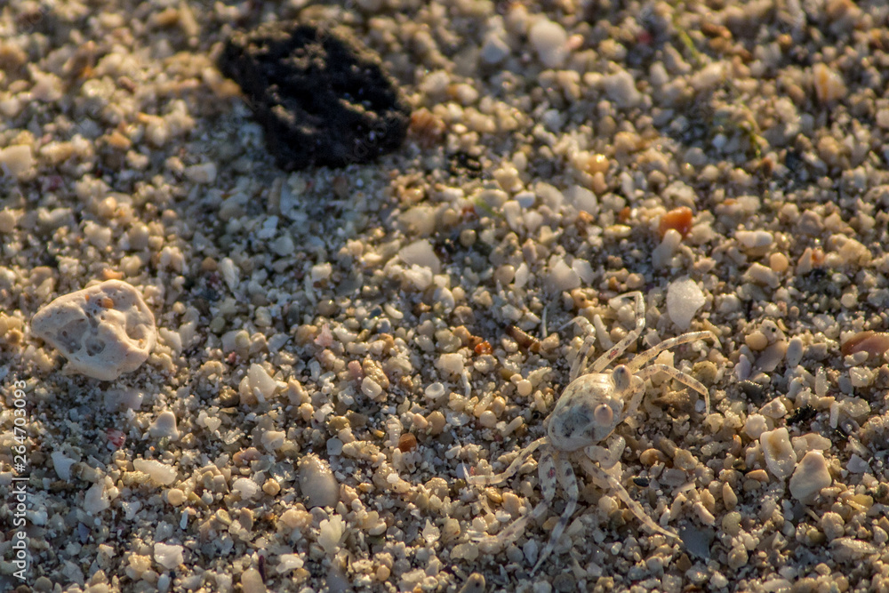 Krabbe getarnt im Sand Krabbe getarnt im Sand