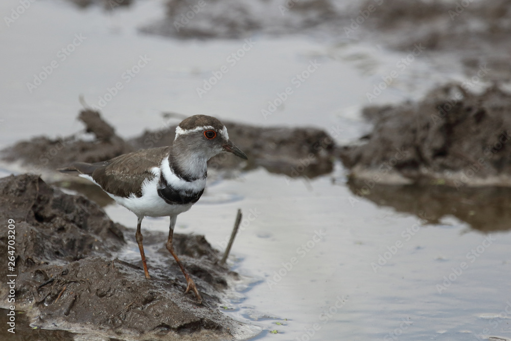 Dreibandregenpfeifer / Three-banded plover or Three-banded sandplover / Charadrius tricollaris Dreibandregenpfeifer / Three-banded plover or Three-banded sandplover / Charadrius tricollaris