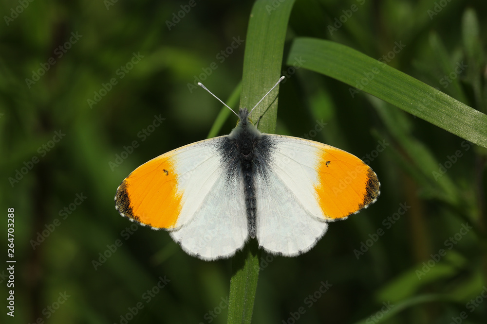 A newly emerged male Orange-tip Butterfly (Anthocharis cardamines) perched on a blade of grass. A newly emerged male Orange-tip Butterfly (Anthocharis cardamines) perched on a blade of grass.