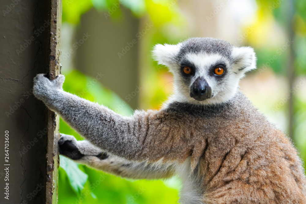 Fototapeta premium Ring tailed lemur | Lemur catta climbing on the fence in nature habitat on Phu Quoc island, Vietnam