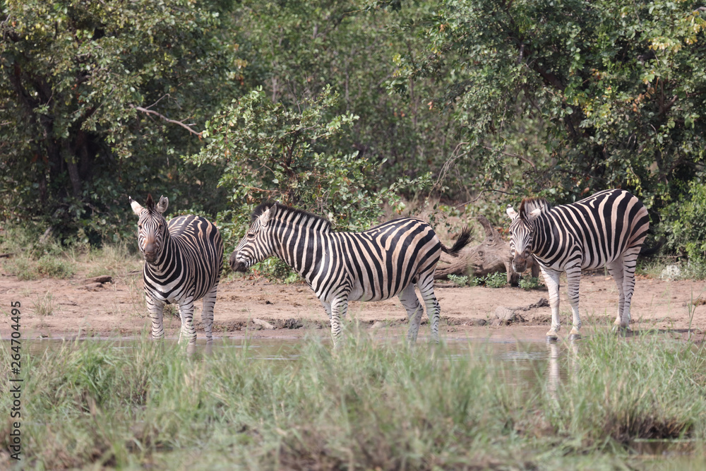 Obraz premium Steppenzebra / Burchell's zebra / Equus burchellii