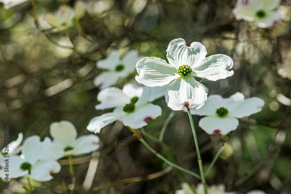 Flowering dogwood - Cornus florida, springtime Flowering dogwood - Cornus florida, springtime