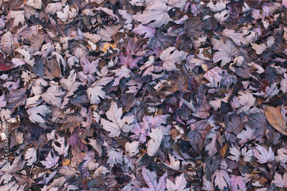 dry maple leaves on the ground background in autumn dry maple leaves on the ground background in autumn