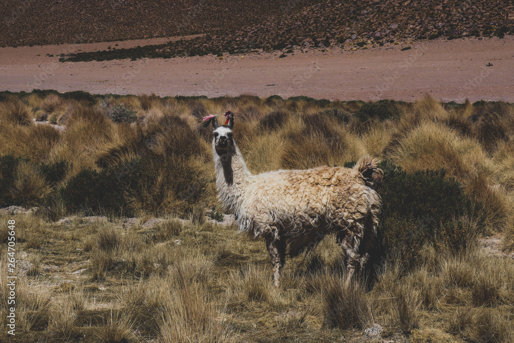Fototapeta premium Sud Lipez Bolivie