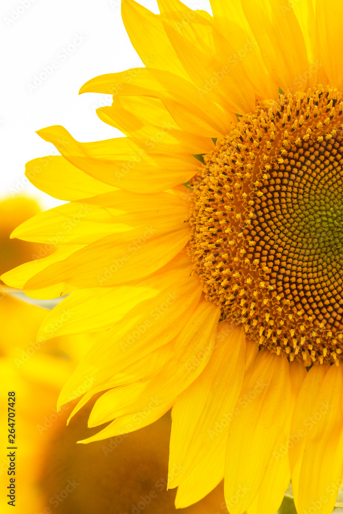 Fototapeta premium sunflower flowers at the evening field