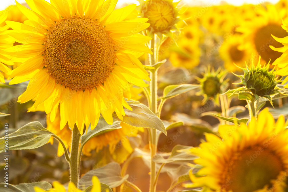 Naklejka premium sunflower flowers at the evening field