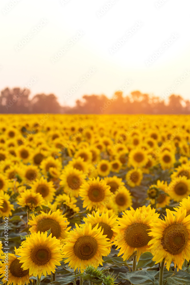 Fototapeta premium sunflower flowers at the evening field