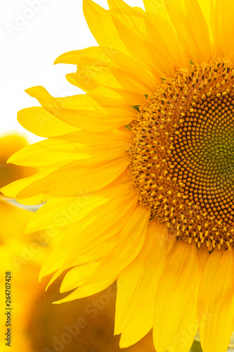  sunflower flowers at the evening field