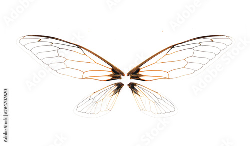 Wings of Insect cicada on white background