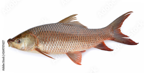 Cyprinus carpio isolated on white background