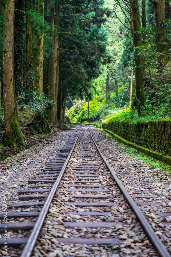 railway track in a rainforest