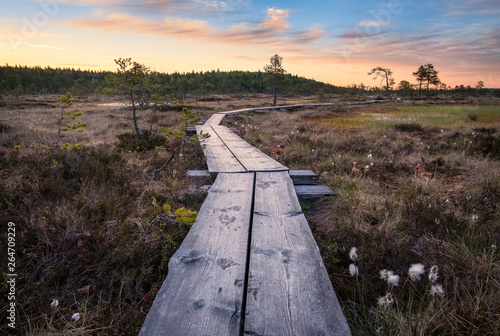 Scenic view from swamp with wooden path at summer morning in Torronsuo National park, Finland