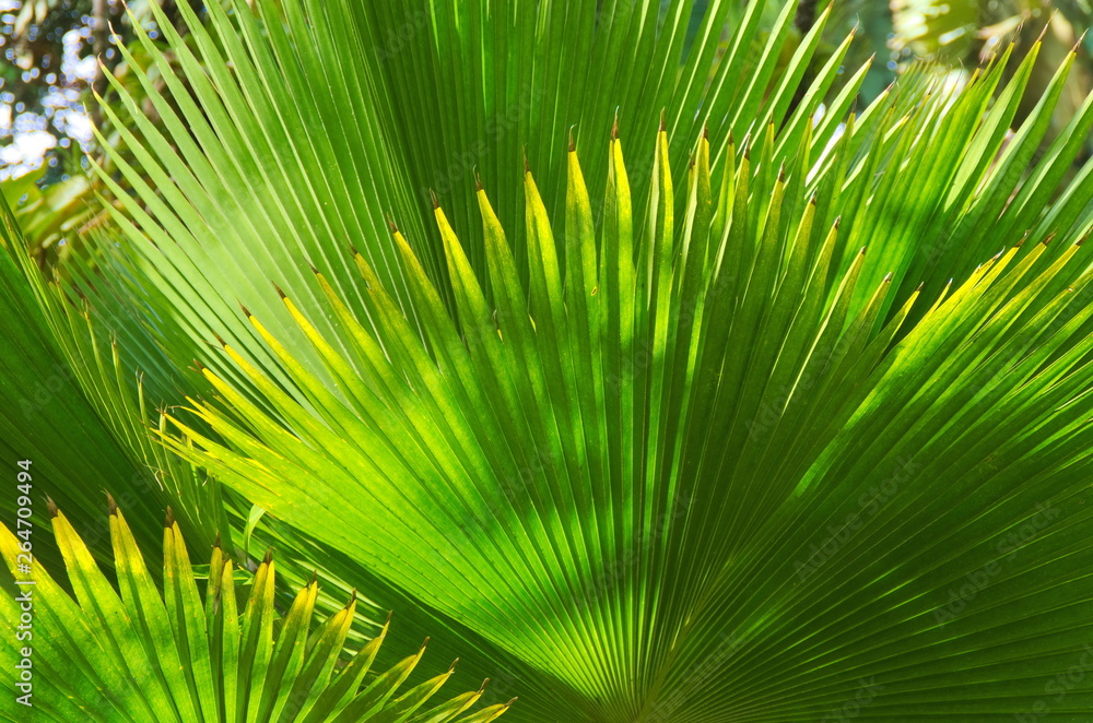 Fototapeta premium Palmwedel im Gegenlicht