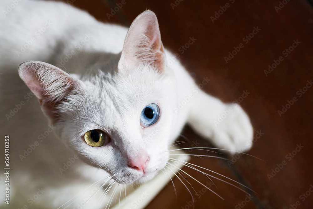 Pure White Cat with odd eyes , Khao Manee cat, Diamond Eye cat , This is rare cat breeds and very cute in Thailand. Pure White Cat with odd eyes , Khao Manee cat, Diamond Eye cat , This is rare cat breeds and very cute in Thailand.