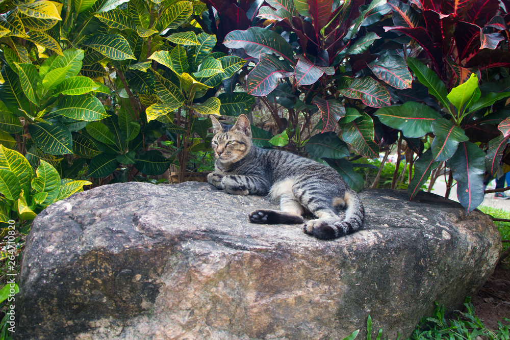 Wild cat and Close up colorful of Garden Yellow and red Croton