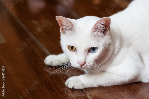 Pure White Cat with odd eyes , Khao Manee cat, Diamond Eye cat , This is rare cat breeds and very cute in Thailand. © cattyphoto