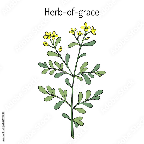 Herb-of-grace (Ruta graveolens), or common rue, medicinal plant