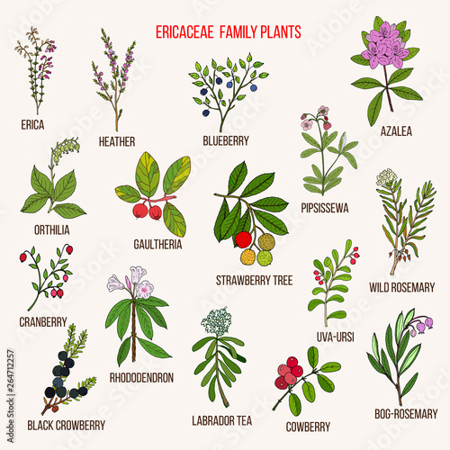 Ericaceae or heather family of flowering plants