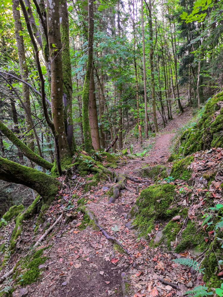 Fototapeta premium forêt