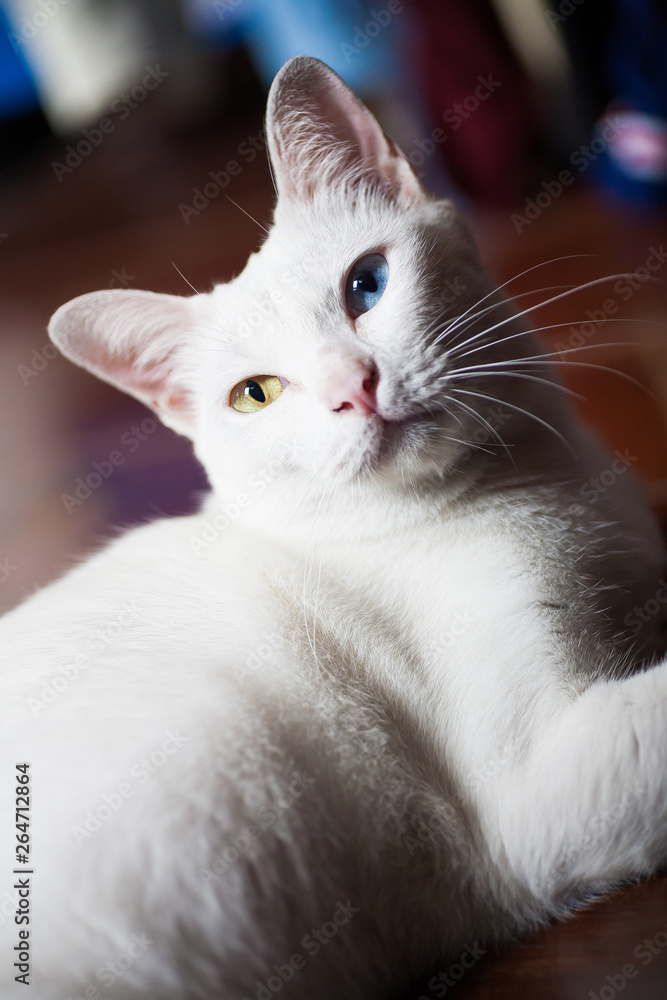 Pure White Cat with odd eyes , Khao Manee cat, Diamond Eye cat , This is rare cat breeds and very cute in Thailand.