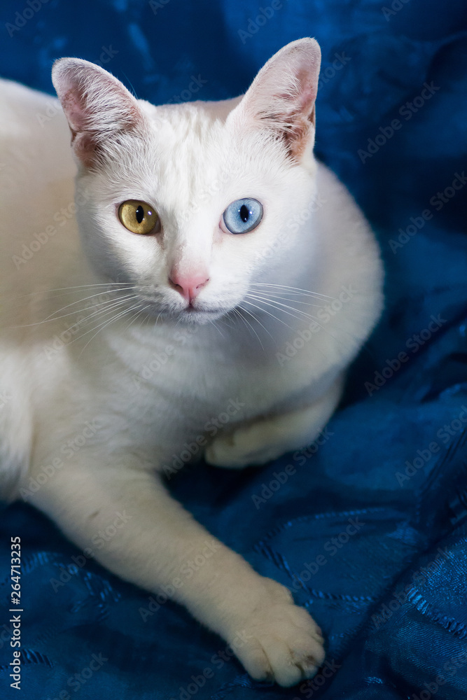 Pure White Cat with odd eyes , Khao Manee cat, Diamond Eye cat , This is  rare cat breeds and very cute in Thailand. foto de Stock | Adobe Stock