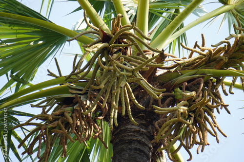  Flower of palmyra palm © Jane