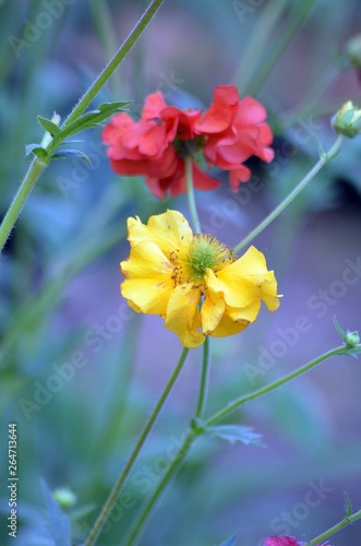 roses