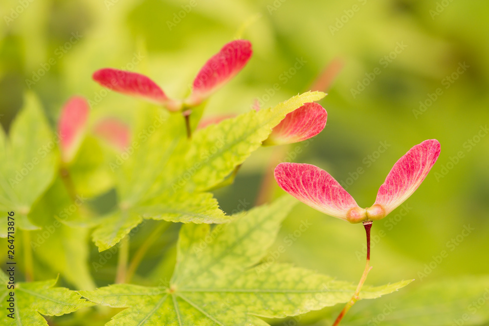 Red winged seeds of japanese maple tree Red winged seeds of japanese maple tree