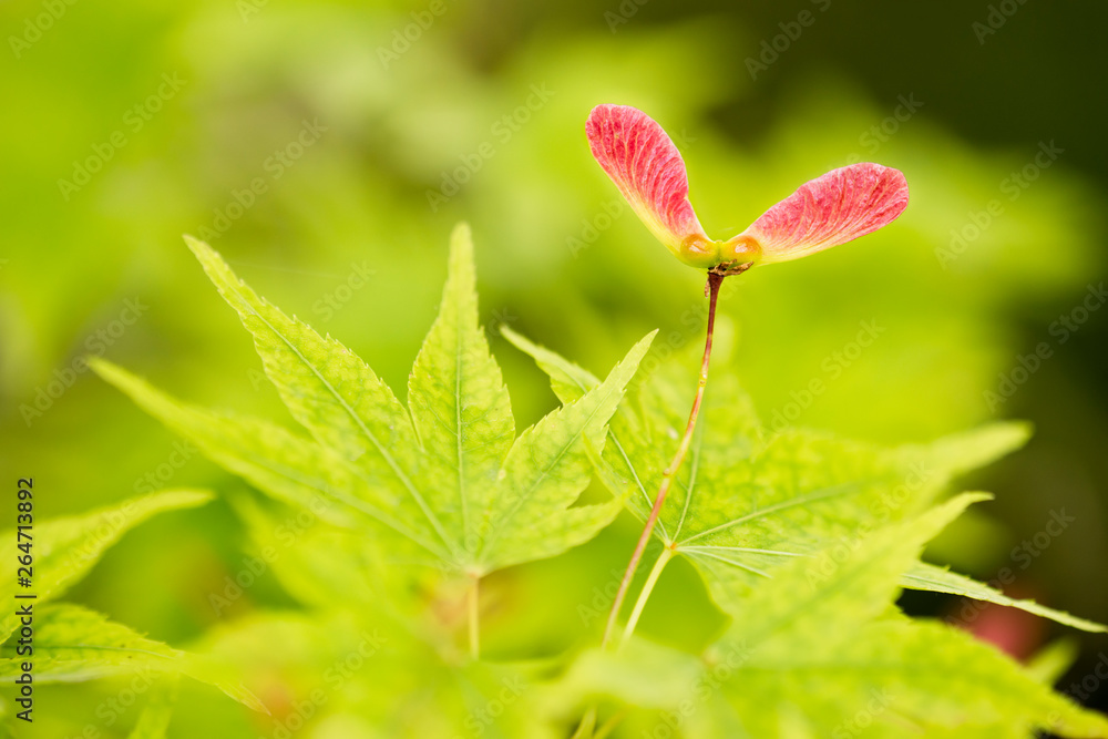Red winged seeds of japanese maple tree Red winged seeds of japanese maple tree