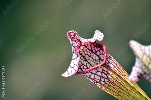 fleur carnivore