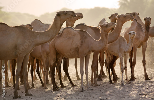 Group of camels early in the morning at sunrise in the dusty town of Maralal, Samburu District, Kenya. 