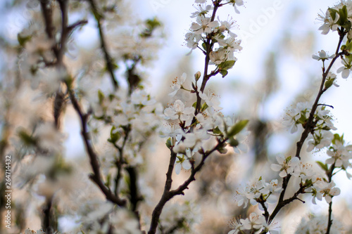 blooming apple tree in spring © Marina Misnikova
