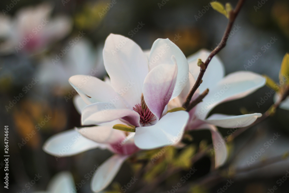Fototapeta premium closeup of a flower of magnolia