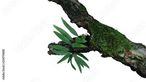 Fototapeta Naklejka Na Ścianę i Meble -  Epiphytic green leaves fern and mosses grow on old weathered jungle tree branch in tropical rainforest isolated on white bacground, clipping path included.