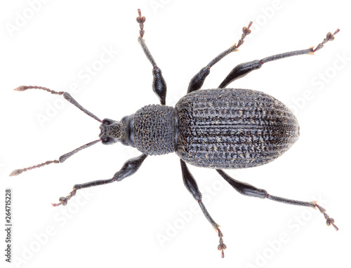 Otiorhynchus sulcatus is a genus of weevils in the family Curculionidae. Black vine weevil is a pest. Dorsal view of isolated weevil on white background. photo