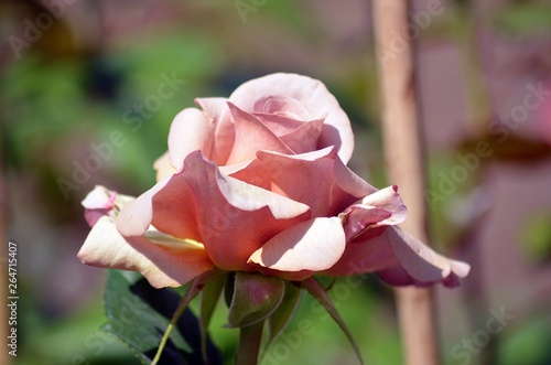 rose rose