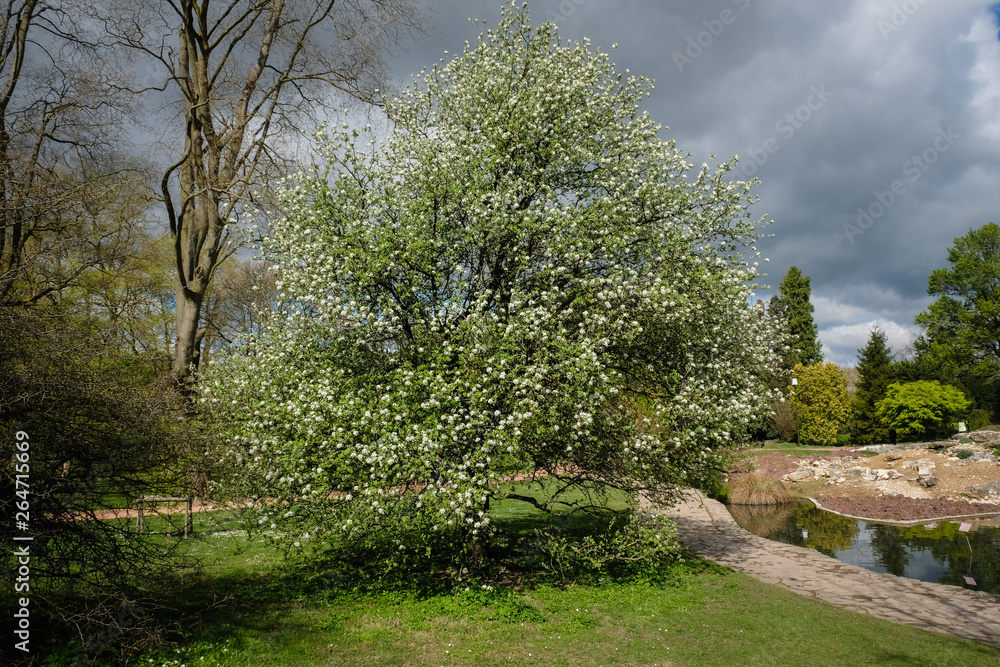 Arbre en fleurs avec ciel menaçant Arbre en fleurs avec ciel menaçant
