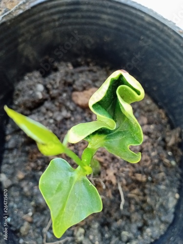 Pachira Aquatica Seedling
