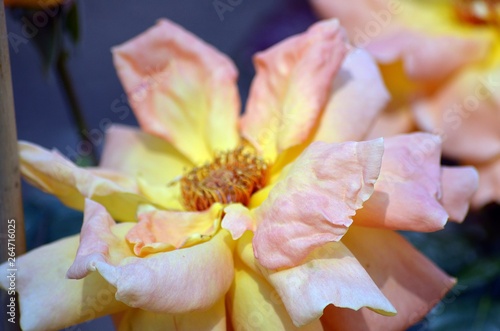 rose fanée