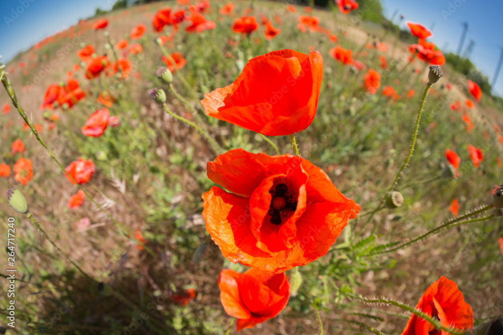 Naklejka premium wild field with many flowers of red poppy, fisheye lens, landscape with distortion