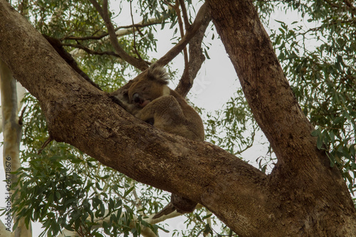Sleeping Koala © Georgia